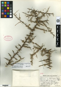 Lycium leiospermum image