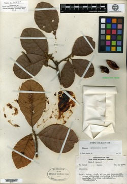Sloanea longicuspis image