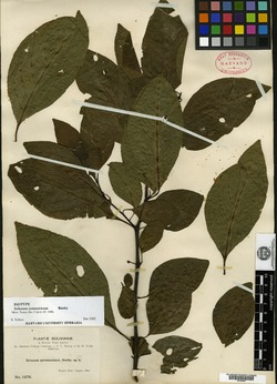 Solanum symmetricum image