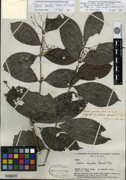Salacia opacifolia image