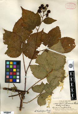 Rubus bracteoliferus image