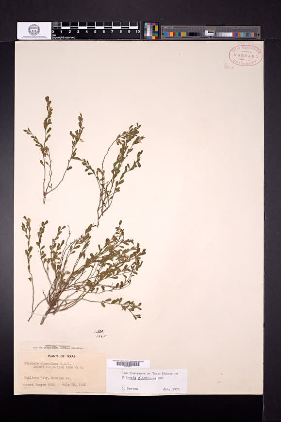 Polygala glandulosa image