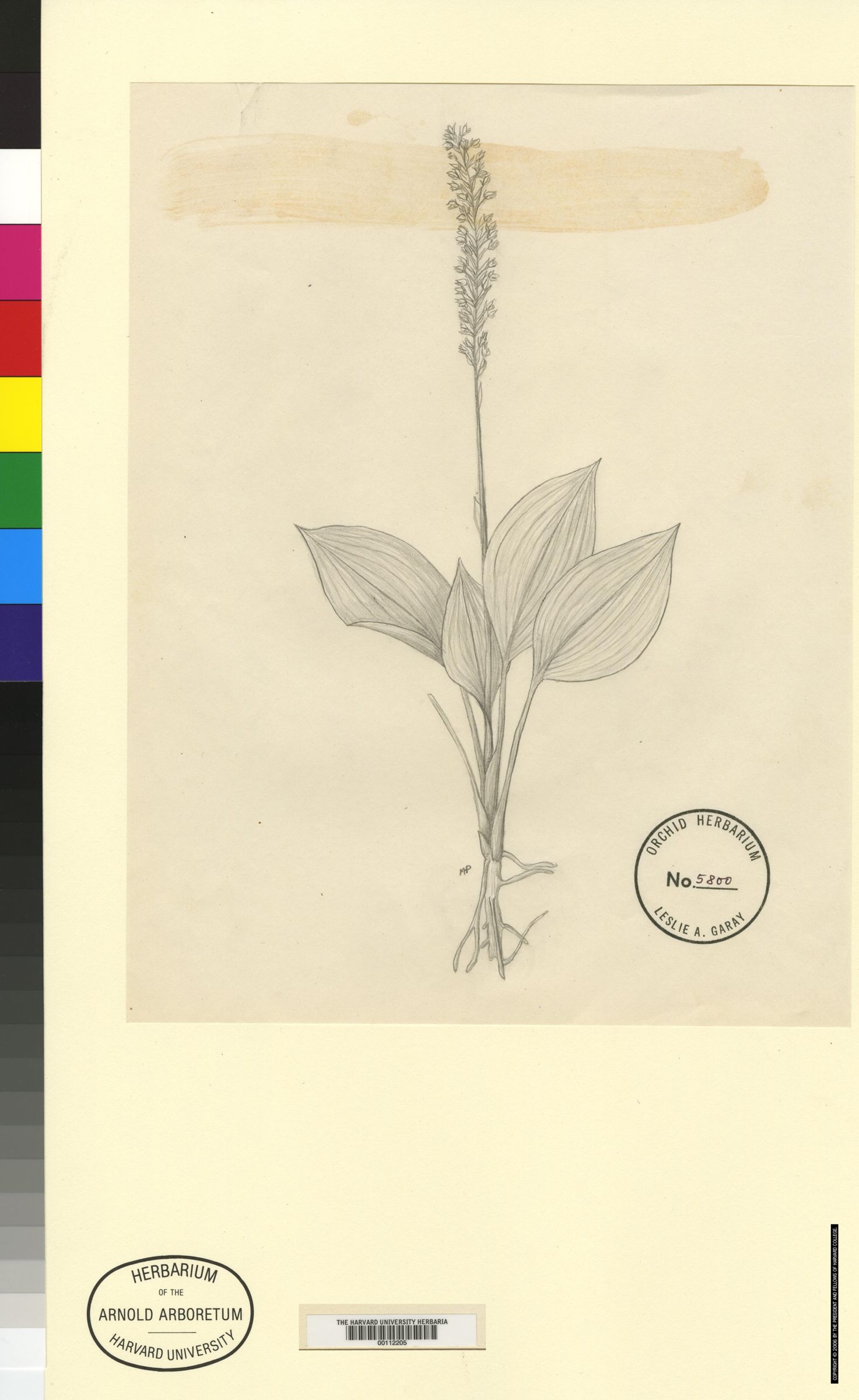 Beadlea plantaginea image
