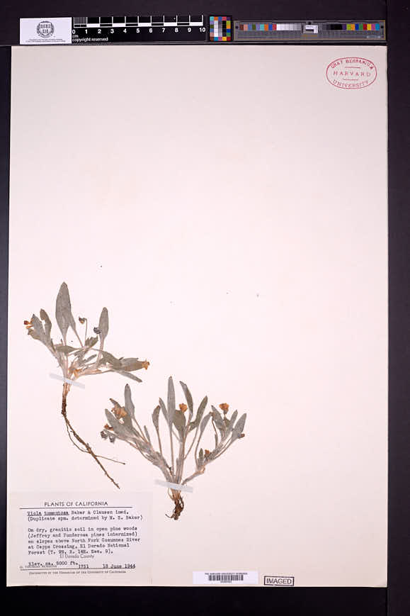 Viola tomentosa image