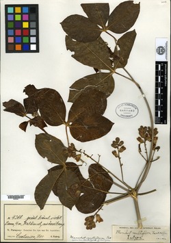 Manihot tristis ssp. saxicola image