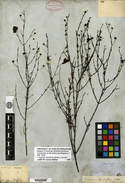 Gerardia strictifolia image
