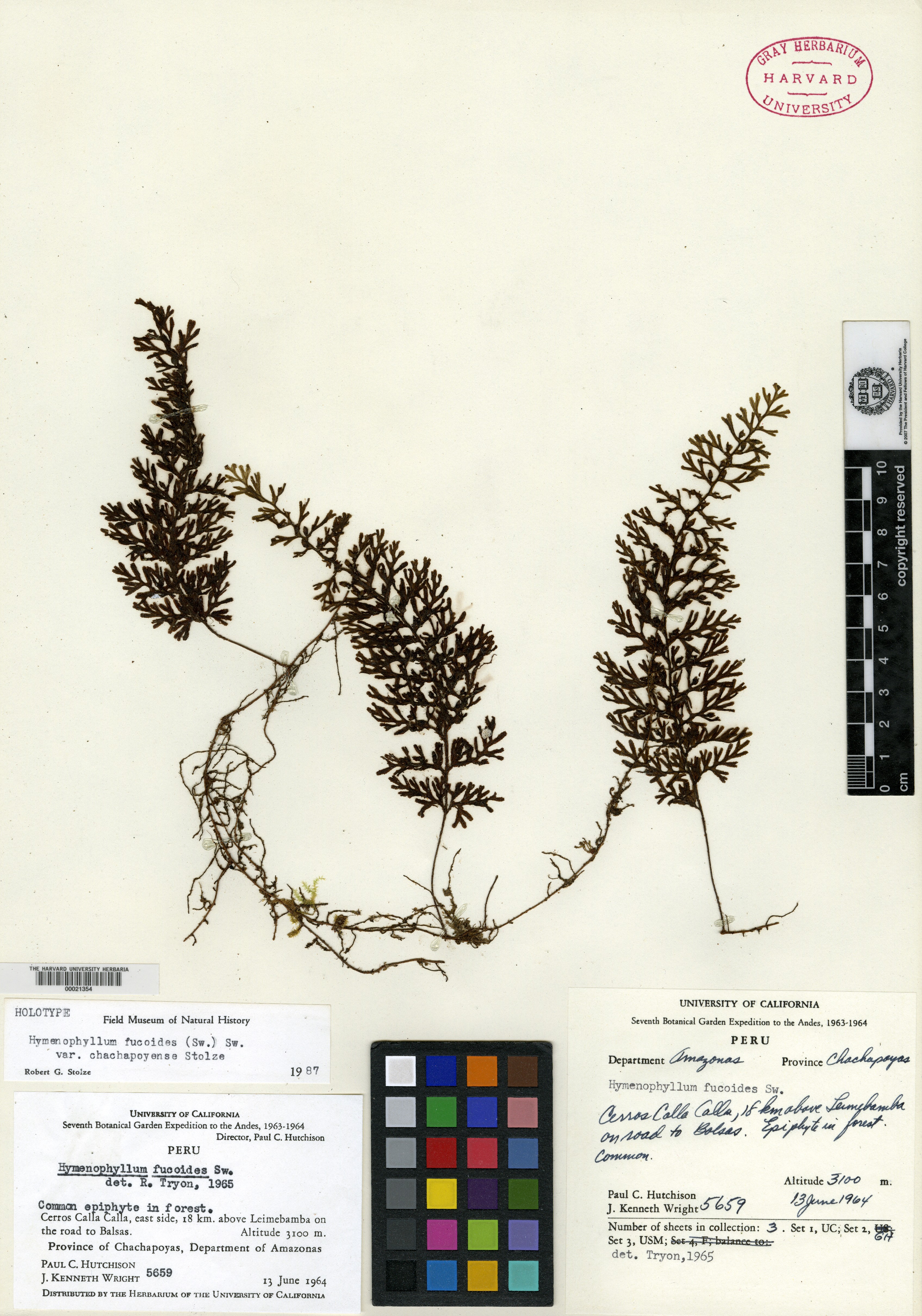Hymenophyllum molle image