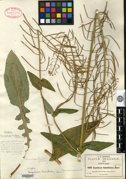 Romanschulzia turritoides image