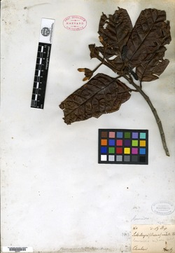 Ladenbergia undata image