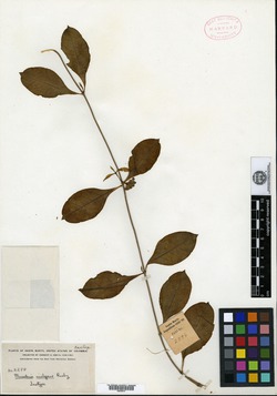 Marsdenia condensiflora image