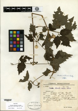 Clematis uruboensis image