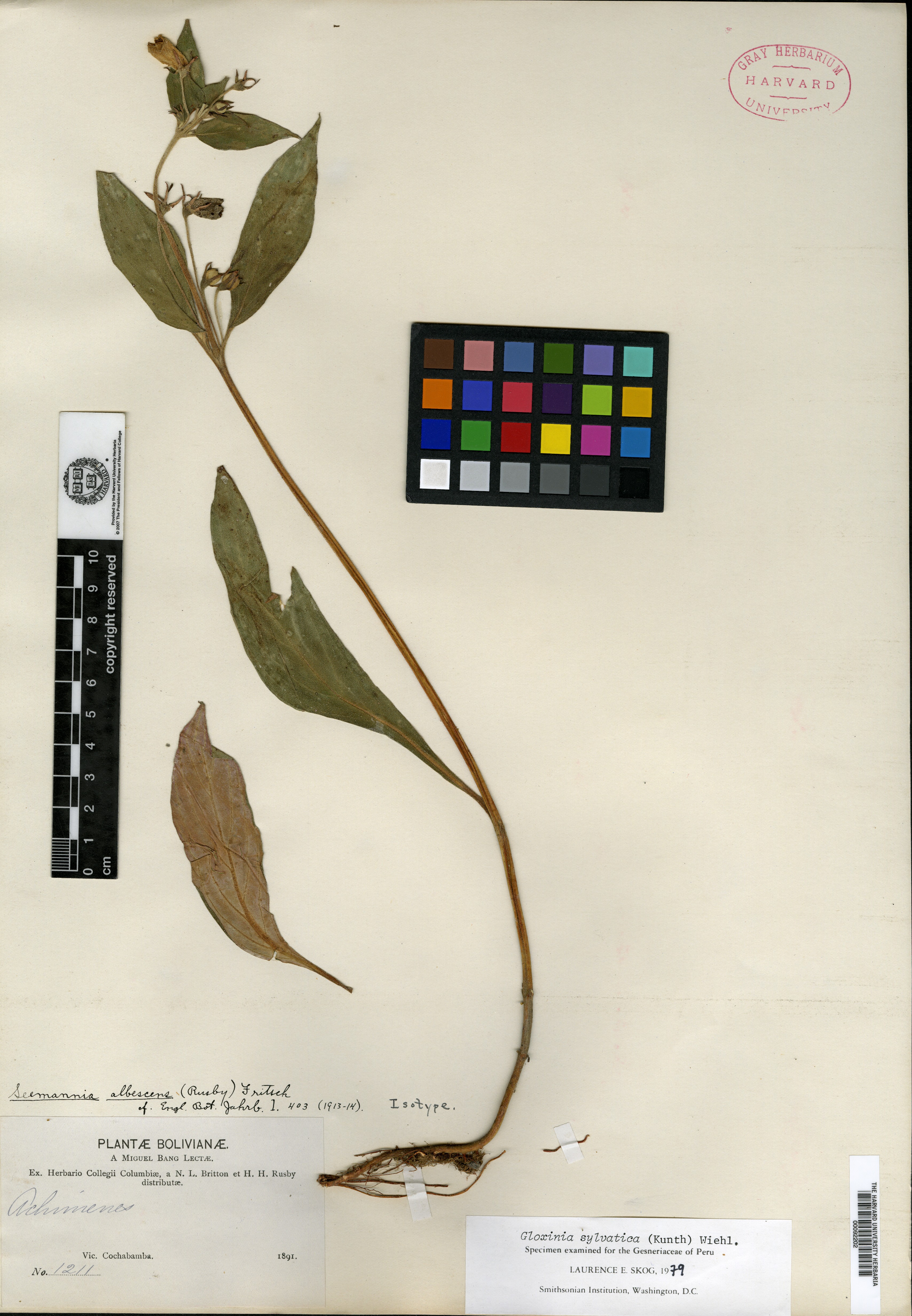 Aeschynanthus chiritoides image