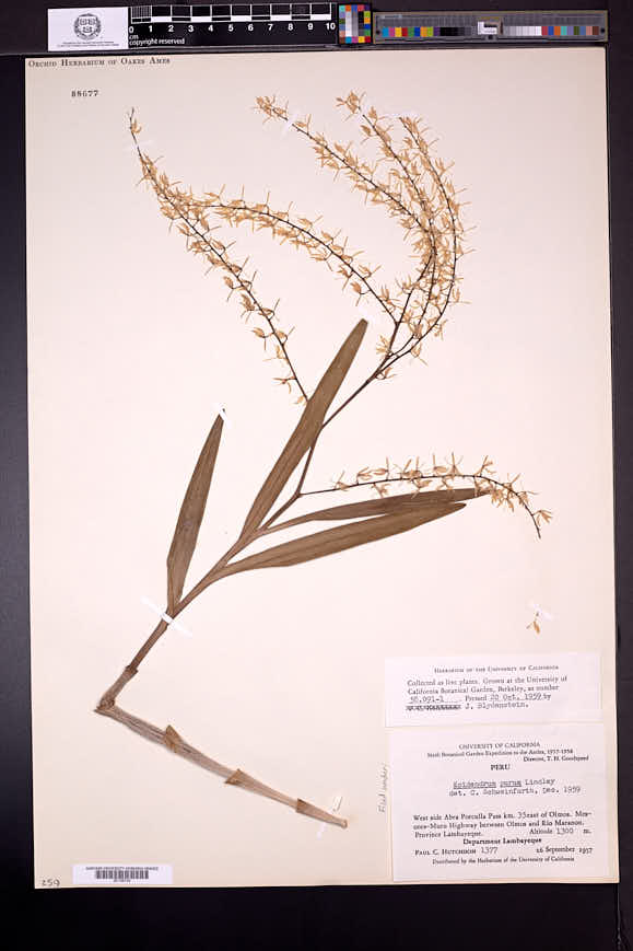 Epidendrum purum image