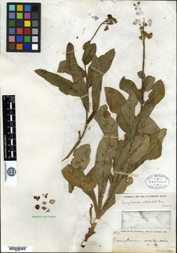 Cynoglossum occidentale image
