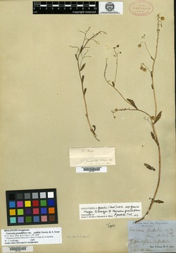 Physaria pallida image