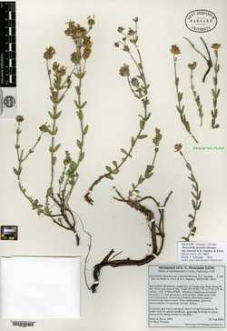 Monardella australis subsp. jokerstii image