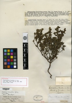 Plagiobothrys hispidus image