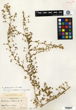 Evolvulus villosus image