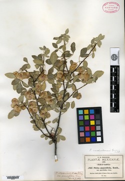 Ptelea trifoliata subsp. coahuilensis image