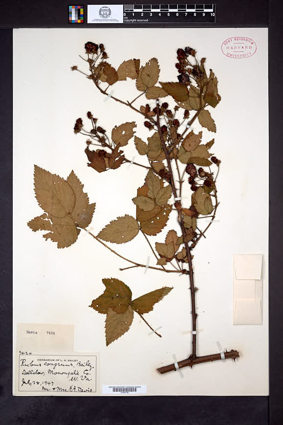 Rubus congruus image