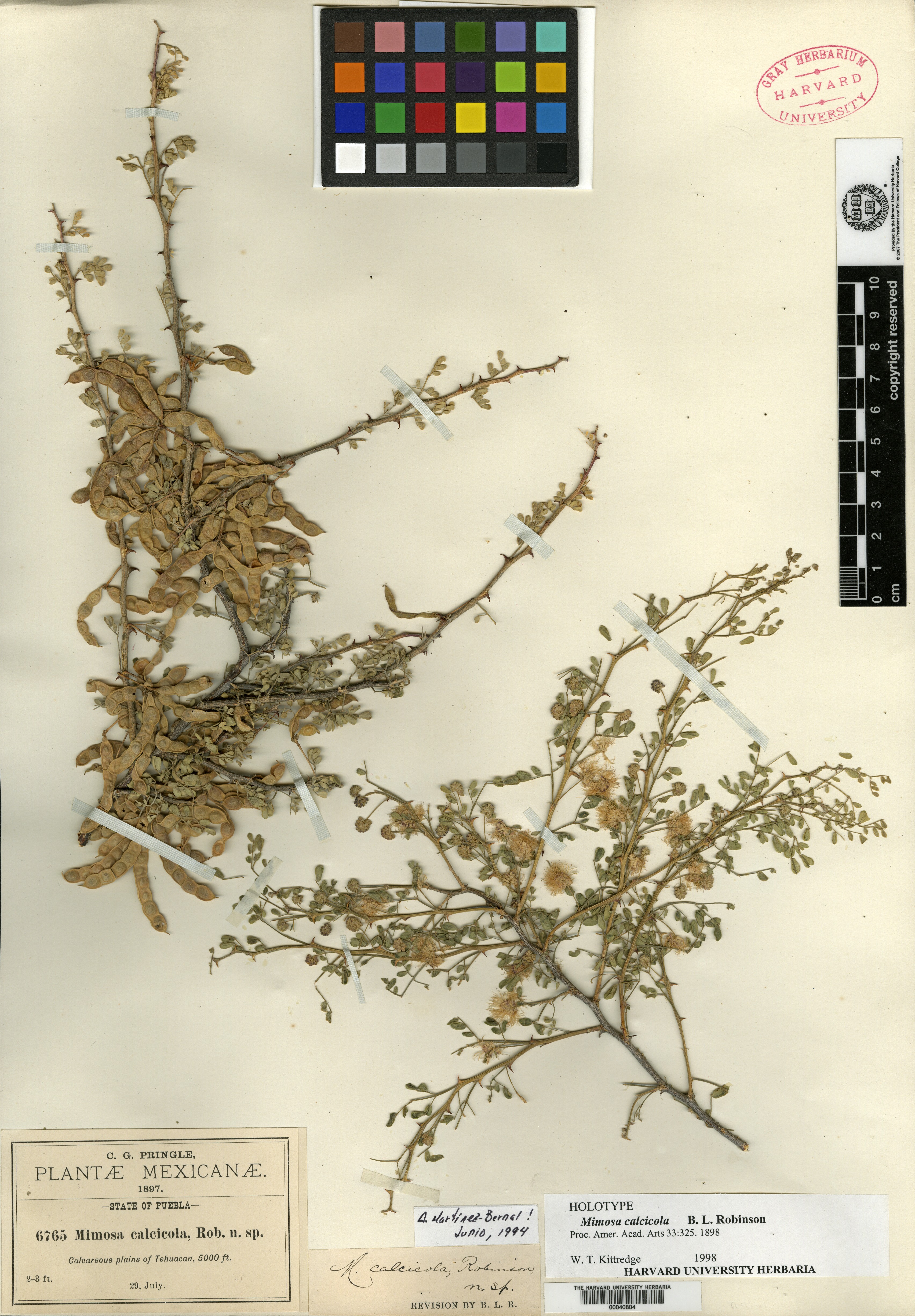 Mimosa calcicola image