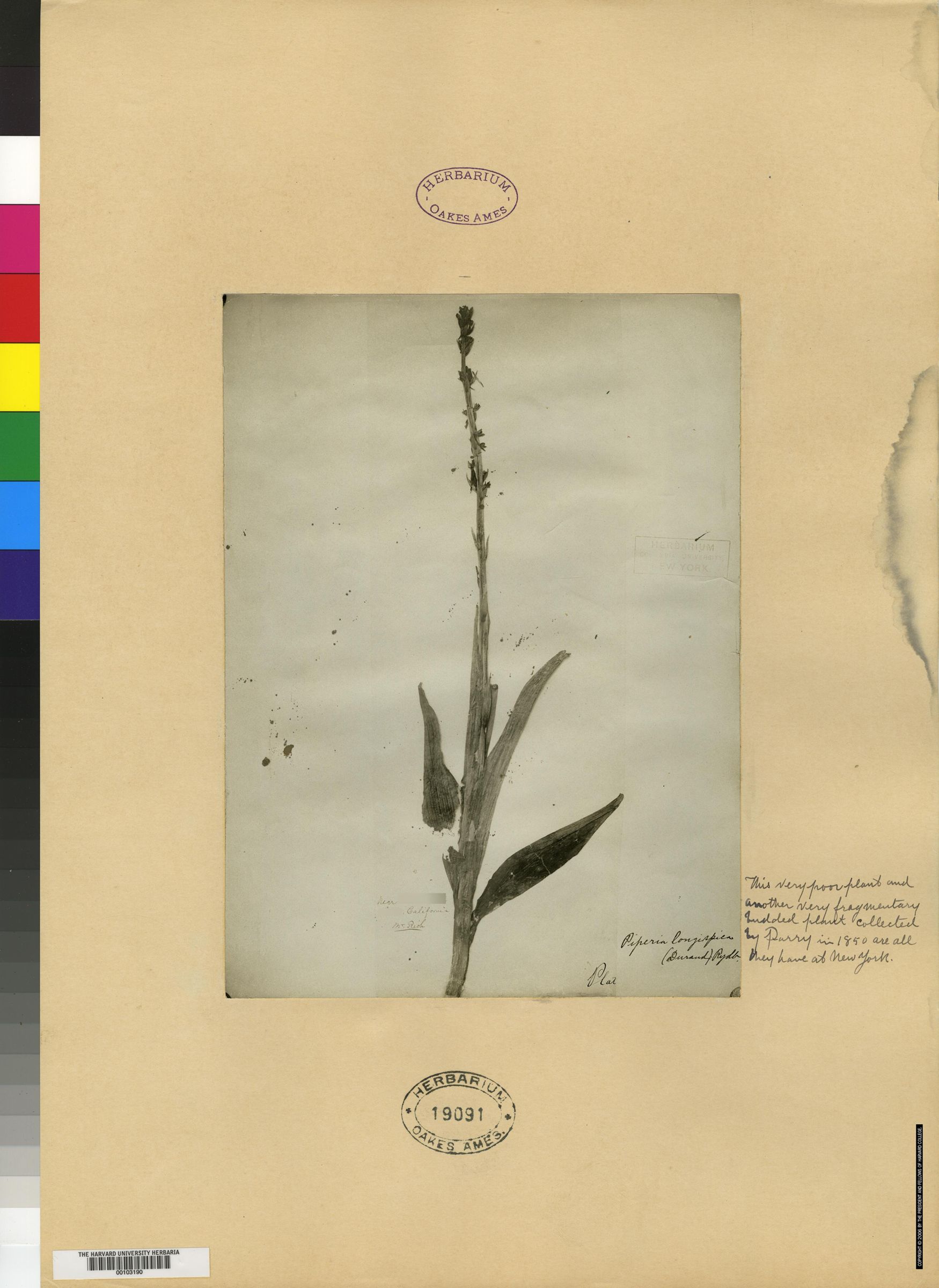 Piperia longispica image