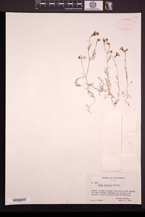 Gilia tricolor image