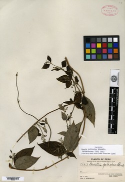 Manettia poliodes image