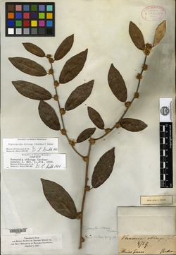 Vernonia oblonga image