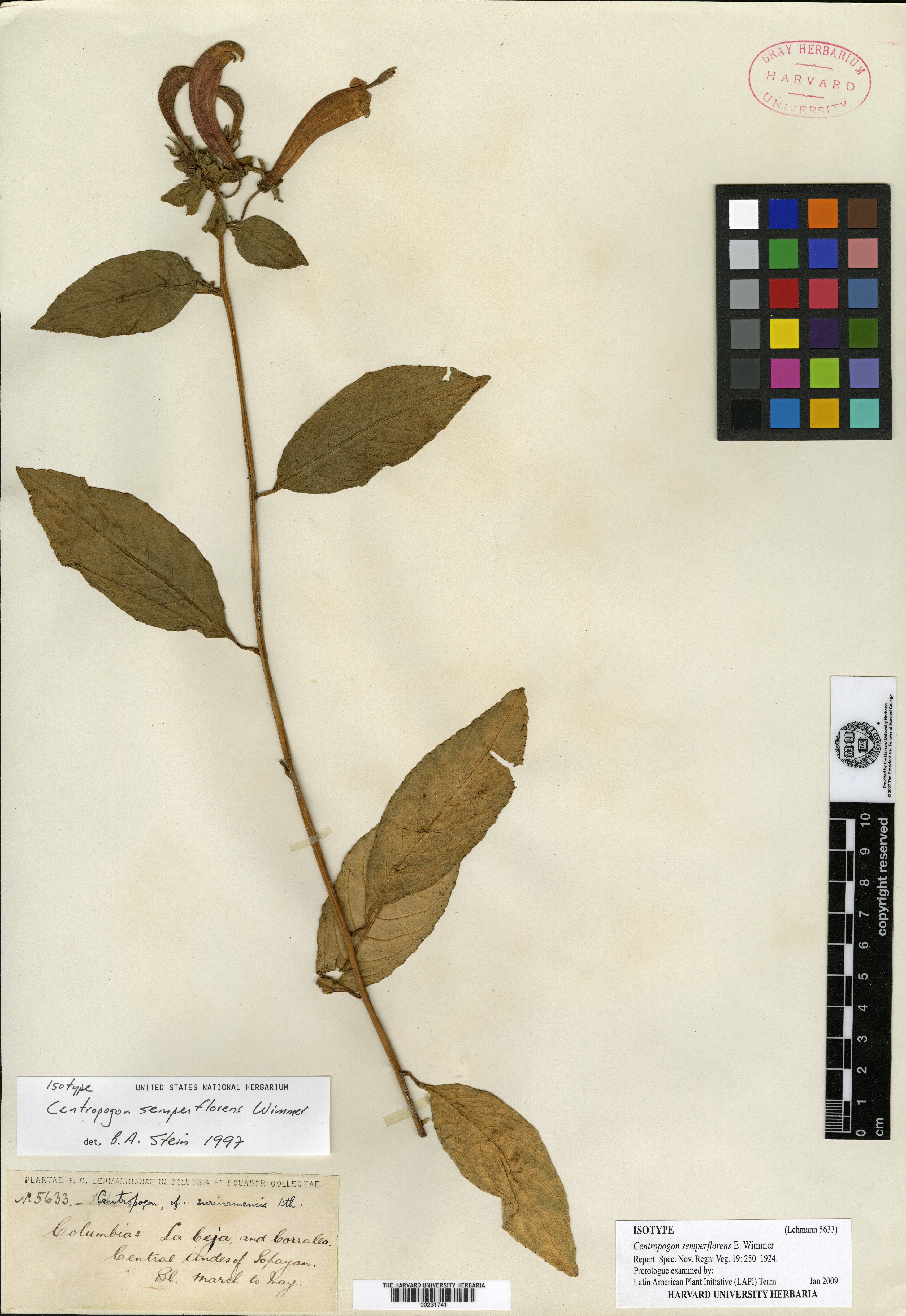 Codonopsis affinis image