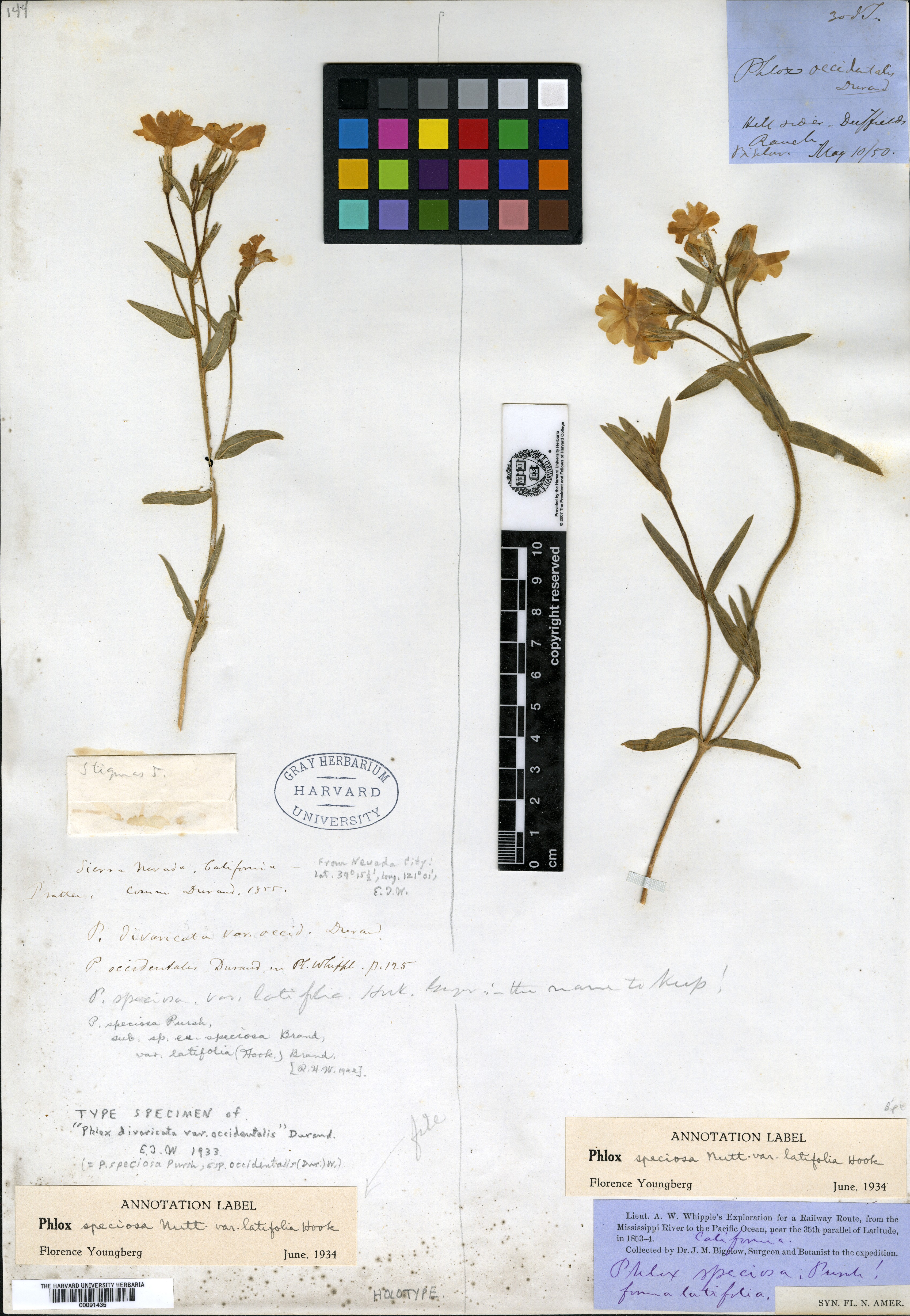 Phlox speciosa subsp. occidentalis image