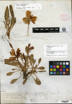 Oenothera marginata var. purpurea image