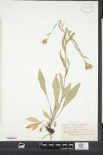 Centaurea jacea image