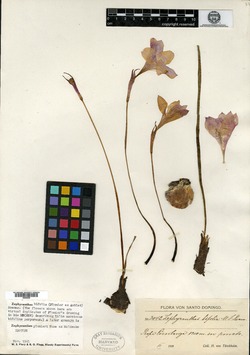 Zephyranthes plumieri image