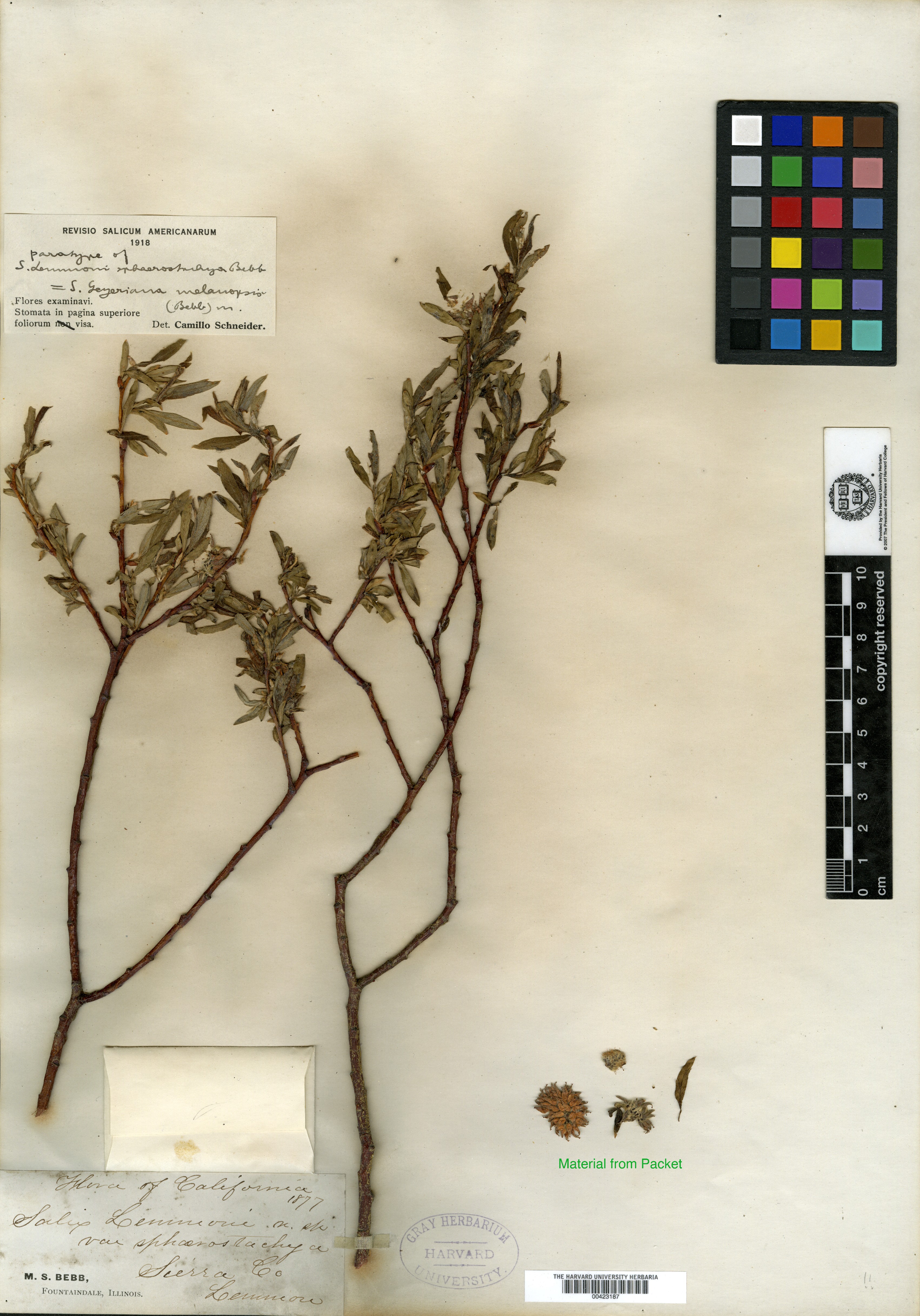 Salix lemmonii var. sphaerostachya image