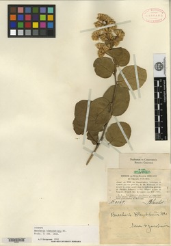 Moquiniastrum blanchetianum image