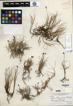 Carex langeana image