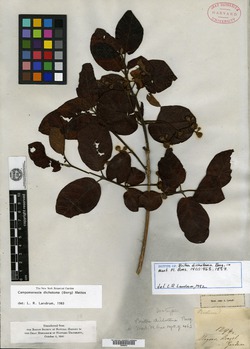 Calycorectes pohlianus image
