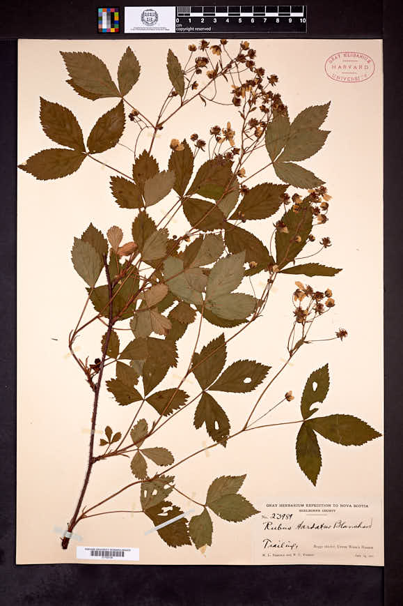 Rubus tardatus image