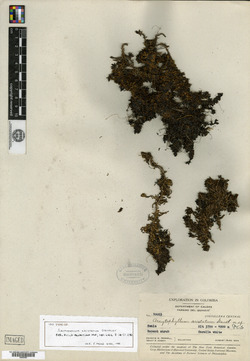 Arcytophyllum aristatum image