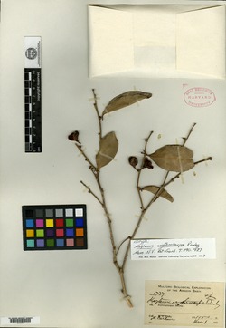 Monteverdia macrophylla image