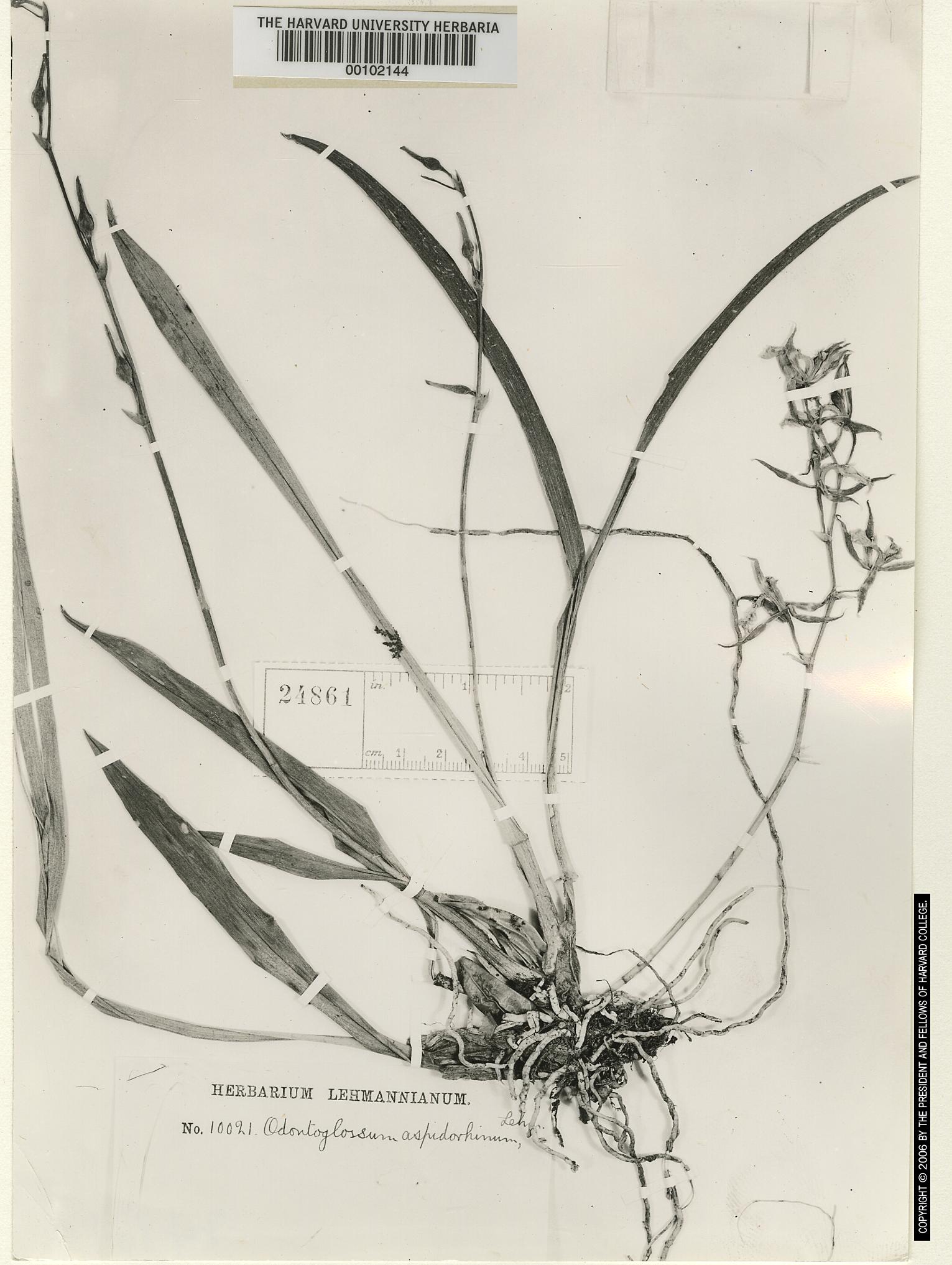 Odontoglossum confertum image