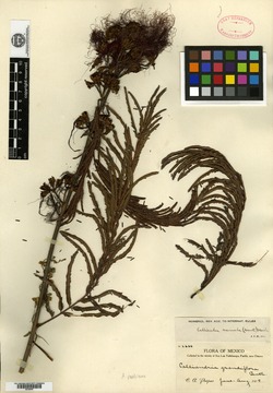 Calliandra houstoniana var. anomala image