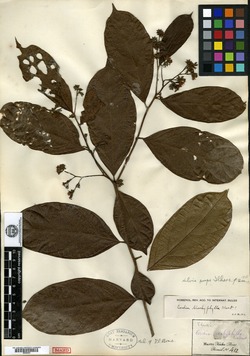 Cordia trachyphylla image