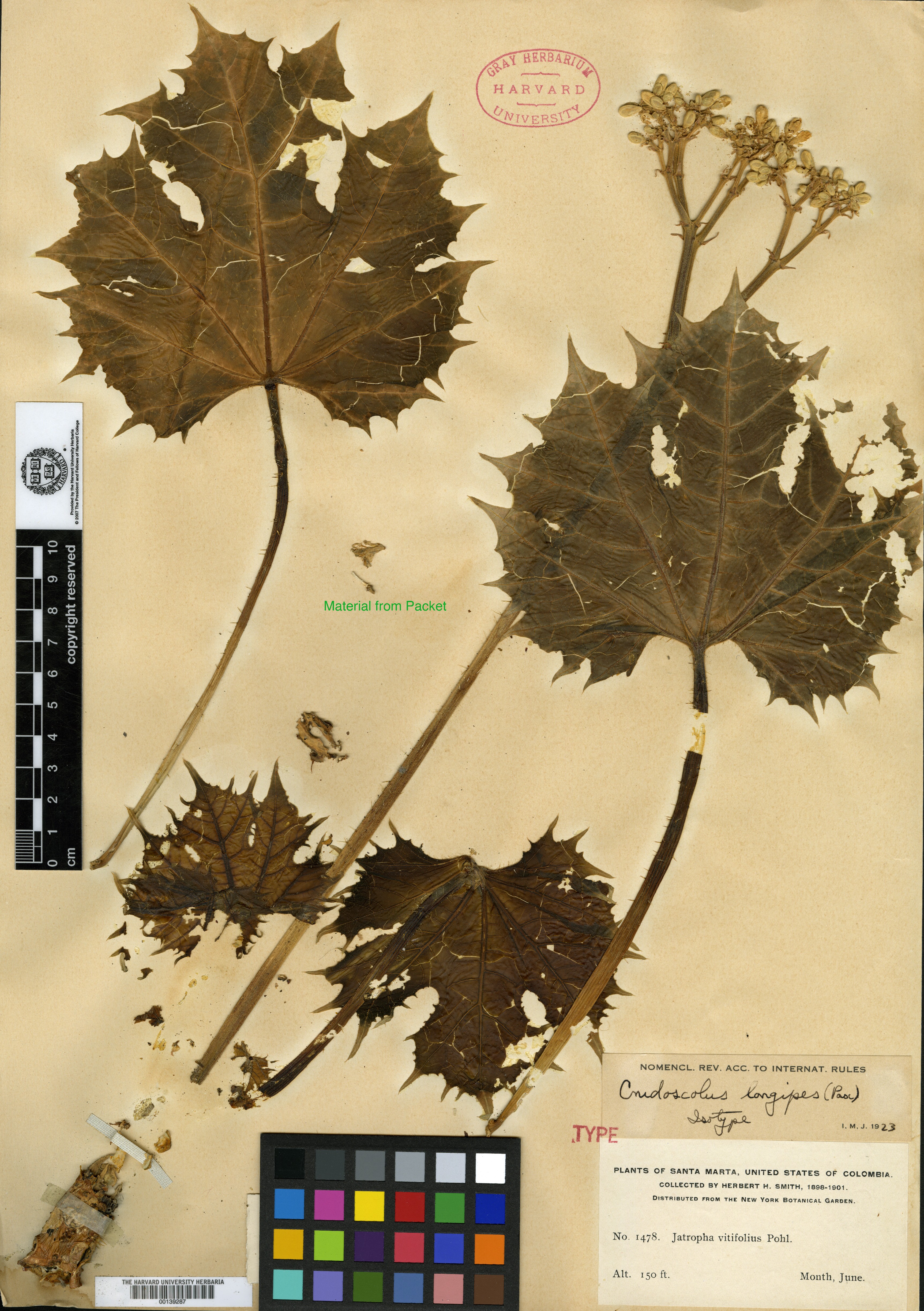 Manihot anomala subsp. pubescens image