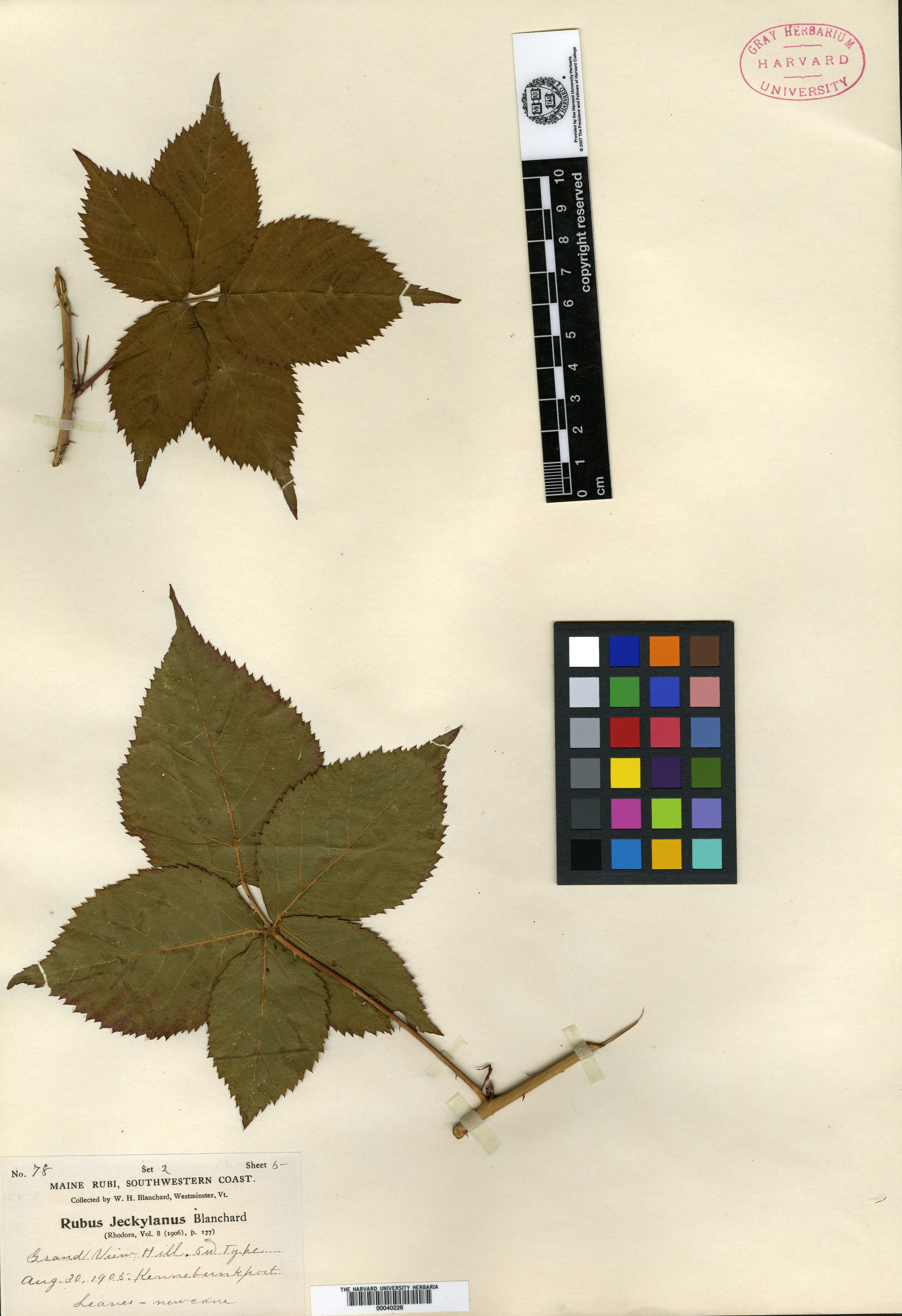 Rubus arundelanus var. jeckylanus image