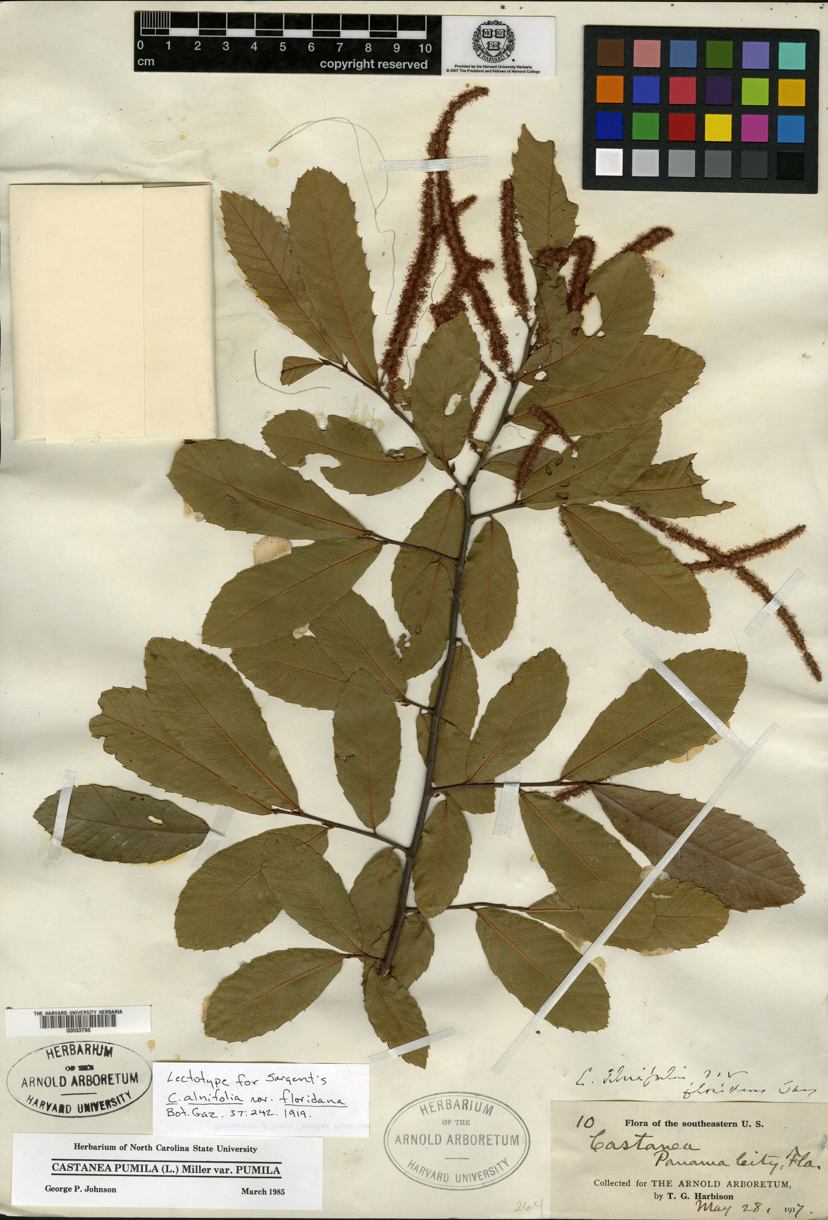 Castanea alnifolia var. floridana image