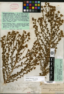 Hemizonia floribunda image