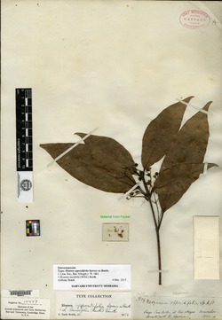 Sloanea oppositifolia image