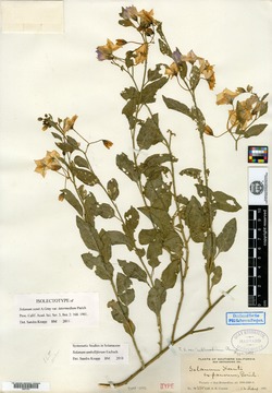 Solanum xanti image
